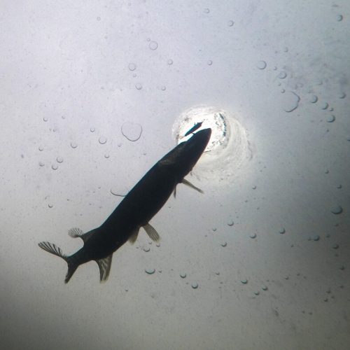 Ice fisherman is catching a big fish. Photo is taken under ice cover.