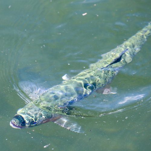 Wild rainbow trout in Silver Creek near Sun Valley, Idaho